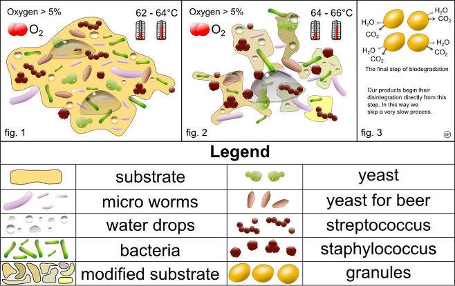 Bio assimilation and mineralisation. In our case, degradation begins as soon as the product is placed in the soil. Click for a larger image.